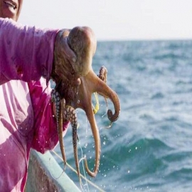 Yucatán alista exportaciones de pulpo y langosta