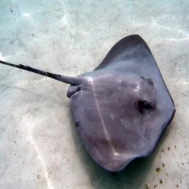 Registran diariamente una picadura de mantarraya en Playa del Carmen