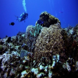 Acapara Federación recursos que generan bellezas de Cozumel