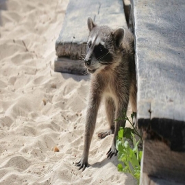 Cozumel: Disminuye número de rescates de fauna silvestre