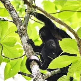 Autoridades y pobladores de Campeche protegen la reserva Balam Kú