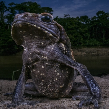 La vida silvestre en todo su esplendor: Los finalistas de Wildlife Photographer of the Year 2018