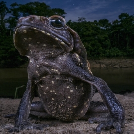 La vida silvestre en todo su esplendor: Los finalistas de Wildlife Photographer of the Year 2018