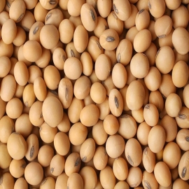 Mayas de Campeche denuncian siembra y venta de soya transgénica de Monsanto