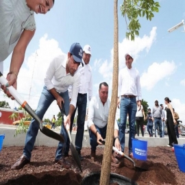 Inicia el Gobernador Mauricio Vila Dosal la arborización como parte del proyecto del Ie-Tram