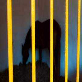 Maltrato animal en Quintana Roo: denuncias siguen sin sanciones