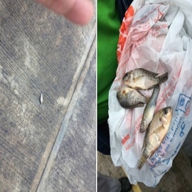 Una lluvia de peces sorprende a una localidad en el norte de México
