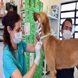Playa del Carmen: Disminuyen casos de moquillo en perros