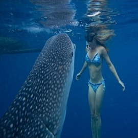Tour de Nado con Tiburón Ballena en Holbox
