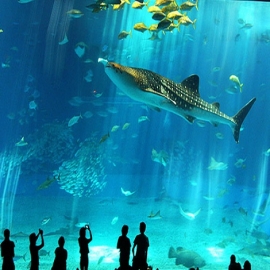 Acuario Interactivo